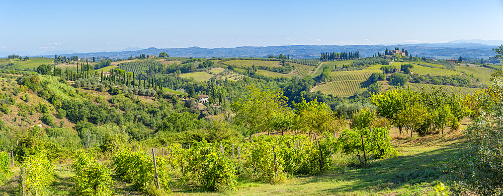 View of vineyards and landscape near San Gimignano, San Gimignano, Province of Siena, Tuscany, Italy, Europe