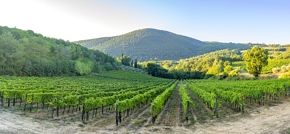 View of hills and vineyards, Montepulciano, Province of Siena, Tuscany, Italy, Europe