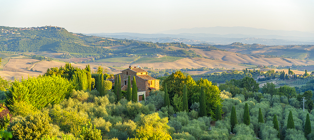 View of chateau, olive trees and vineyards, Montepulciano, Province of Siena, Tuscany, Italy, Europe