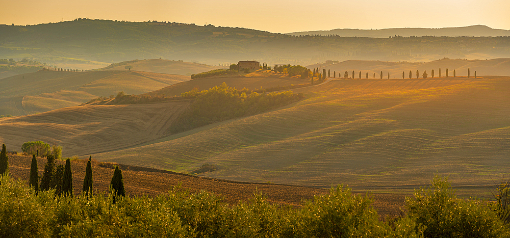 View of golden Tuscan landscape near Pienza, Pienza, Province of Siena, Tuscany, Italy, Europe