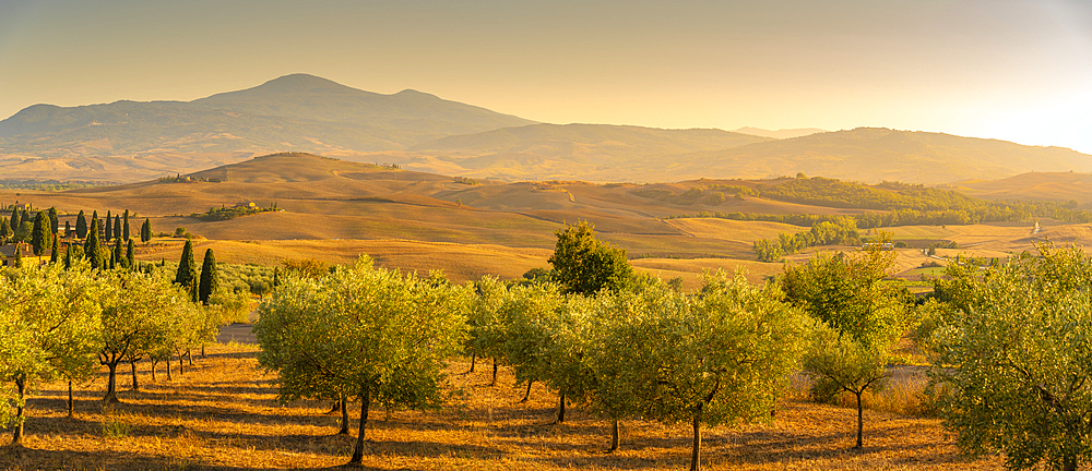 View of golden Tuscan landscape near Pienza, Pienza, Province of Siena, Tuscany, Italy, Europe