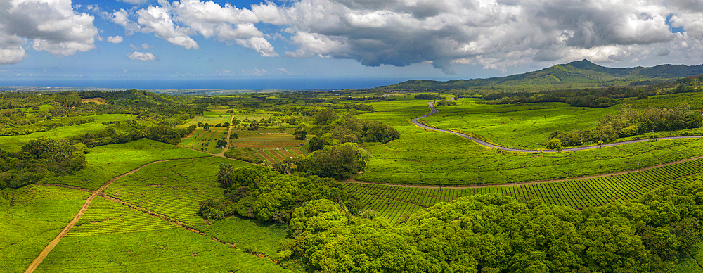 Aerial view of tea plantation near Bois Cheri Tea Factory, Mauritius, Indian Ocean, Africa