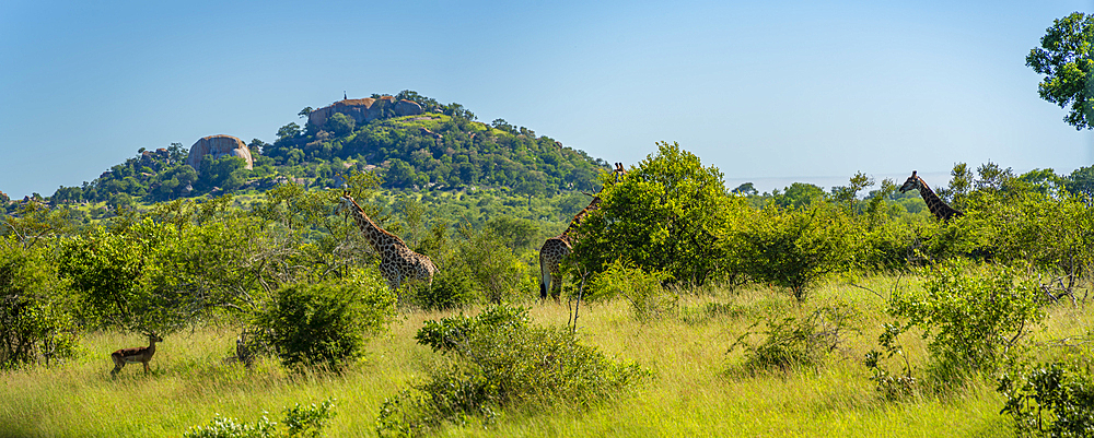 View of Southern giraffe (Giraffa camelopardalis giraffa) on game drive in Kruger National Park, South Africa, Africa