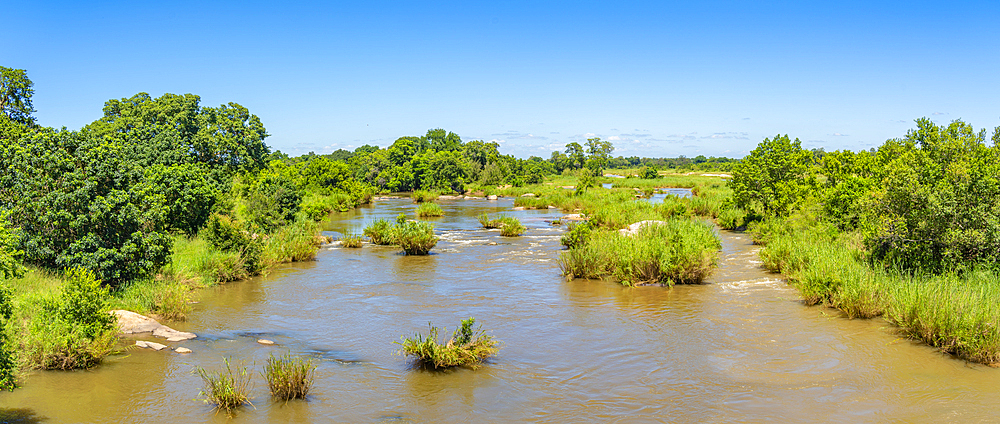 View of Hippopotamus (Hippopatamus amphibius), adult, in water, in Kruger National Park, South Africa, Africa