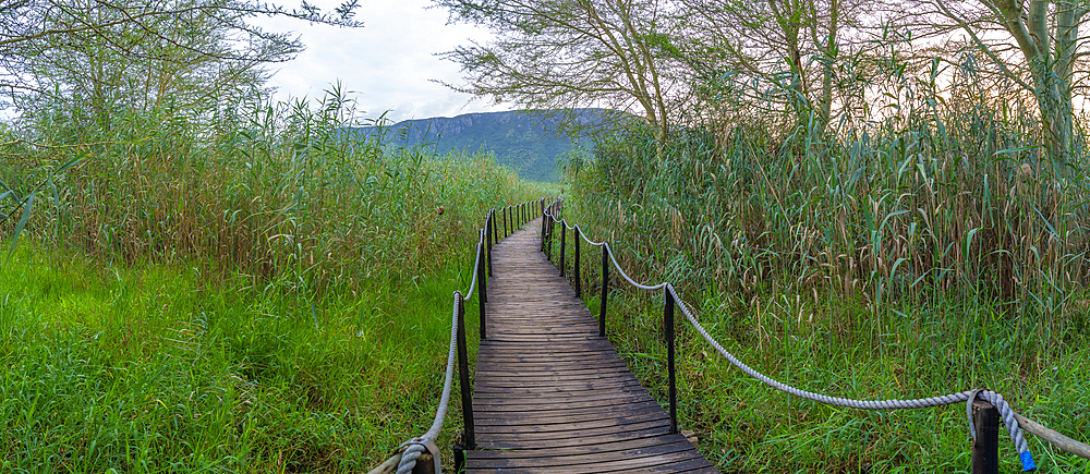 View of jetty through swampy marsh at Ghost Mountain Inn at sunrise, Mkuze, KwaZulu-Natal Province, South Africa, Africa