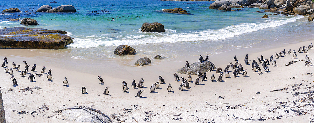 View of African penguins on Boulders Beach, Seaforth, Table Mountain National Park, Cape Town, Western Cape, South Africa, Africa