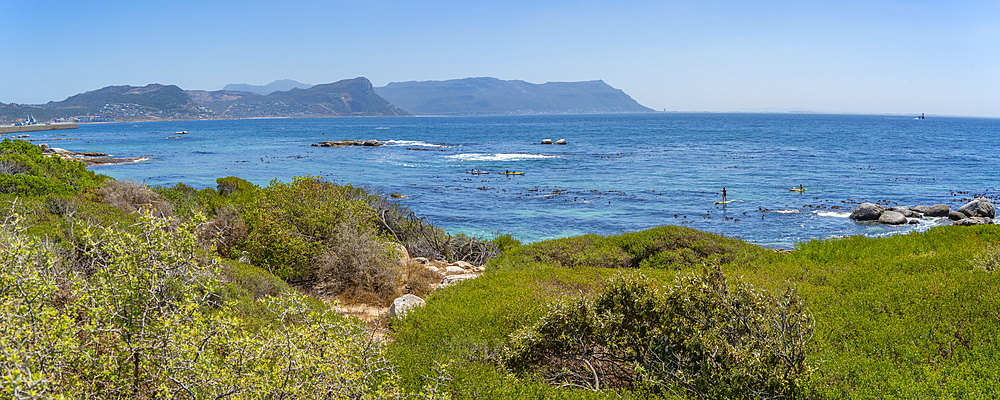 View of canoeing and Boulders Beach from elevated position, Seaforth, Table Mountain National Park, Cape Town, Western Cape, South Africa, Africa