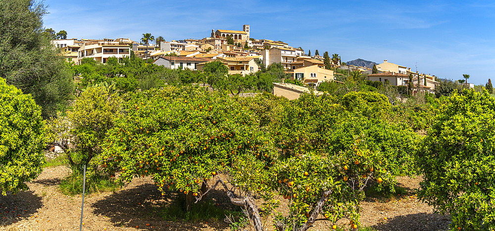 View of orange trees at hilltop town of Selva, Majorca, Balearic Islands, Spain, Mediterranean, Europe