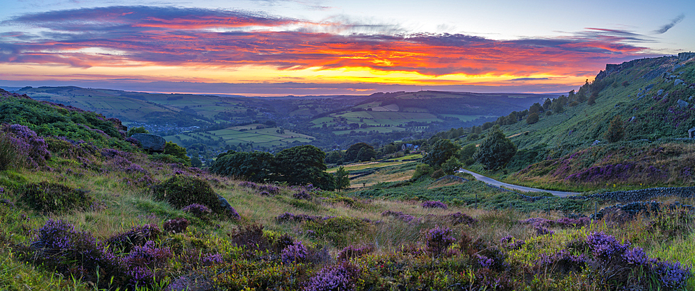 View of landsacpe from Curbar Edge with purple flowering heather at sunset, Peak District National Park, Baslow, Derbyshire, England, United Kingdom, Europe