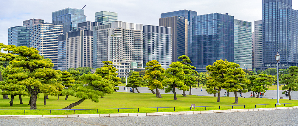 View of contrasting city skyline and Japanese Red Pine trees near the Imperial Palace of Tokyo, Tokyo, Honshu, Japan, Asia