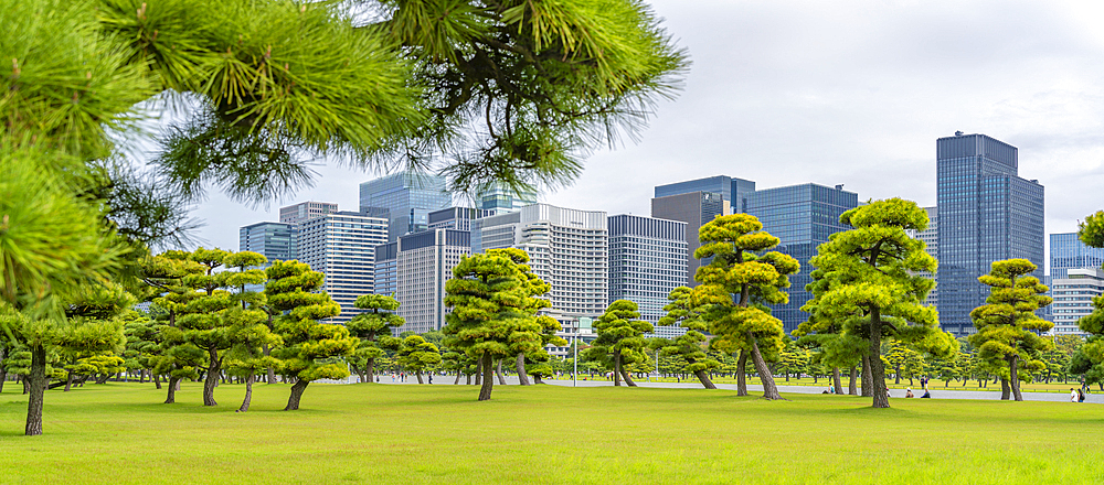 View of contrasting city skyline and Japanese Red Pine trees near the Imperial Palace of Tokyo, Tokyo, Honshu, Japan, Asia