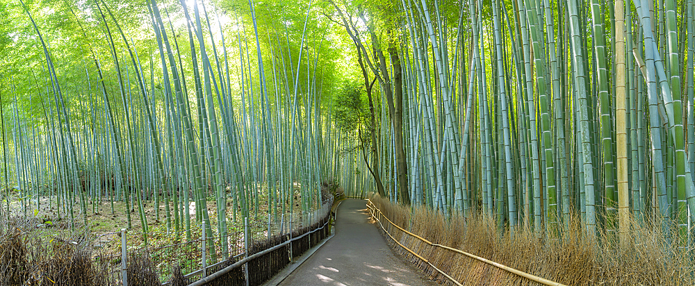 View of Bamboo walkway, Sagatenryuji Tateishicho, Ukyo Ward, Kyoto, Honshu, Japan