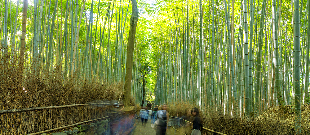 View of Bamboo walkway, Sagatenryuji Tateishicho, Ukyo Ward, Kyoto, Honshu, Japan