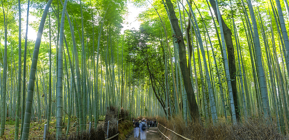 View of Bamboo walkway, Sagatenryuji Tateishicho, Ukyo Ward, Kyoto, Honshu, Japan