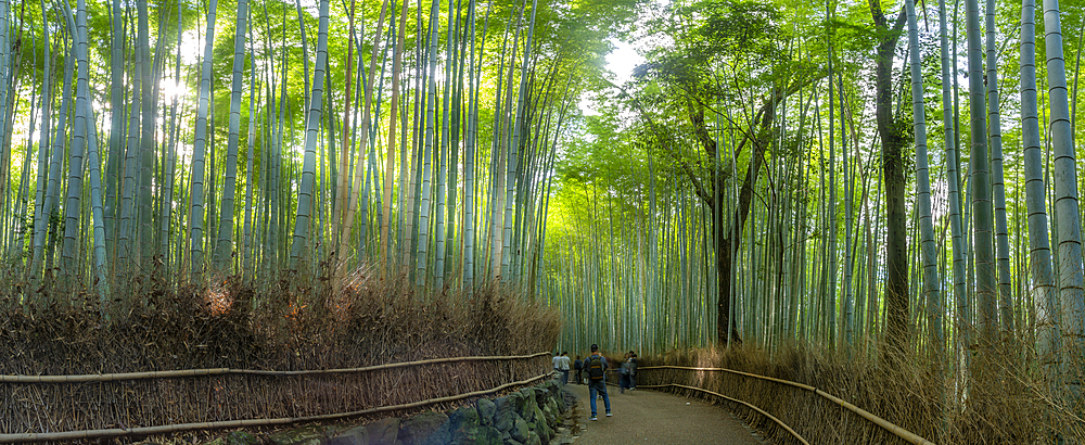 View of Bamboo walkway, Sagatenryuji Tateishicho, Ukyo Ward, Kyoto, Honshu, Japan