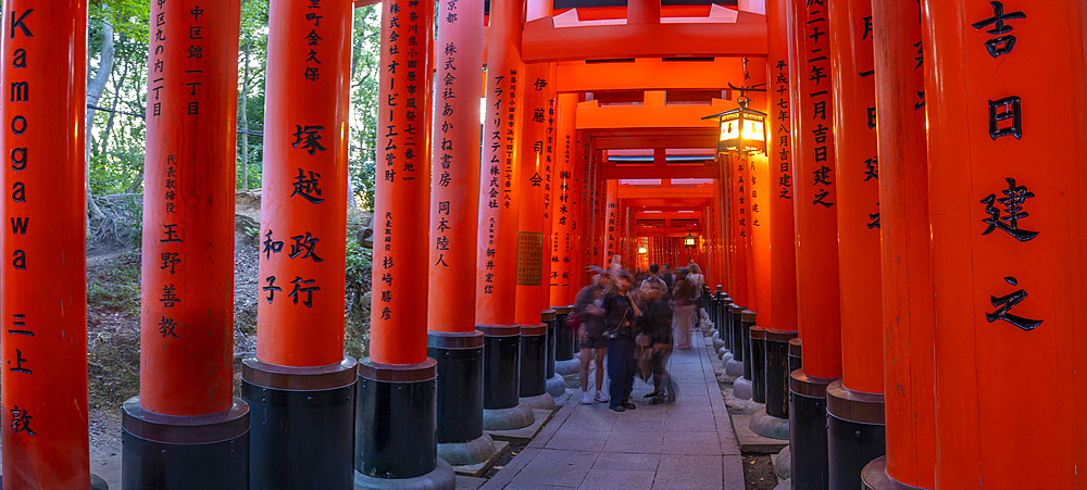 View of The Endless Red Gates (Torii) at Kyoto's Fushimi Inari Buddist Temple, Fukakusa Yabunouchicho, Fushimi Ward, Kyoto, Japan, Asia