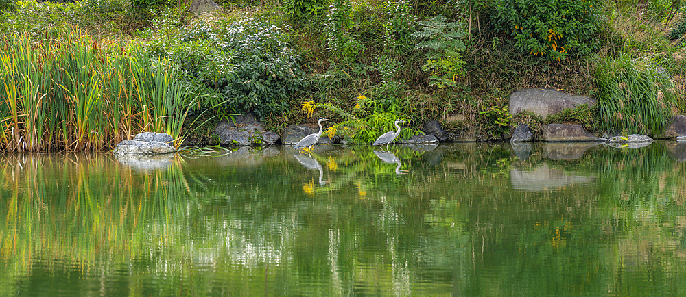 View of heron in Shōseien Garden during early Autumn, Kyoto, Shimogyo Ward, Higashitamamizucho, Japan, Asia