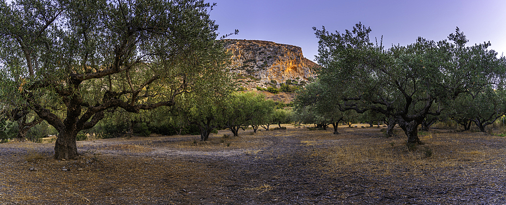 View of olive trees and mountain in background near Piskopiano village, Piskopiano, Crete, Greek Islands, Greece, Europe