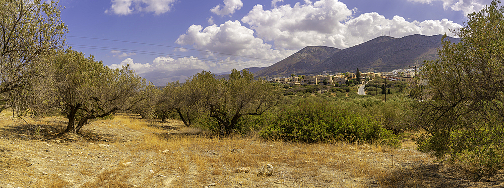 View of olive trees near Piskopiano village, Piskopiano, Crete, Greek Islands, Greece, Europe