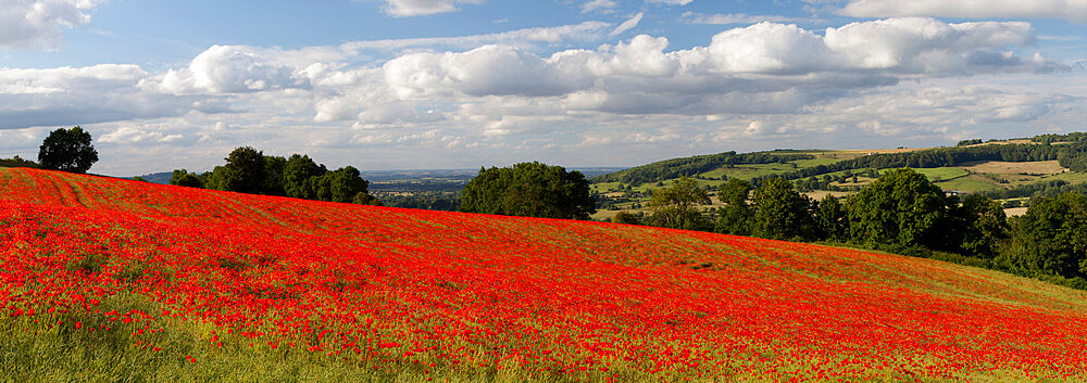 Field of red poppies, near Winchcombe, Cotswolds, Gloucestershire, England, United Kingdom, Europe