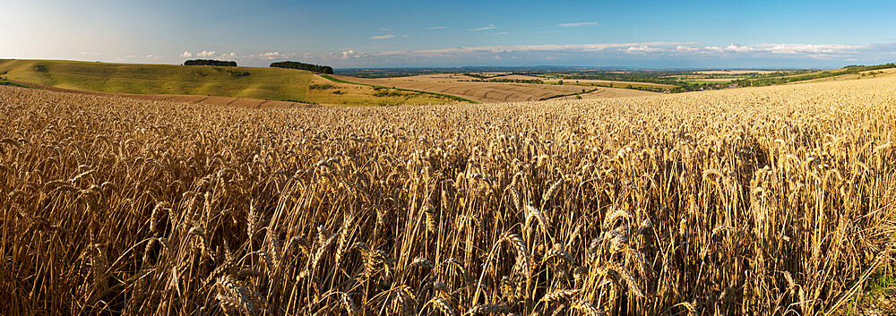 Panoramic of golden wheatfield below Devil's Punchbowl on Hackpen Hill, Wantage, Oxfordshire, England, United Kingdom, Europe