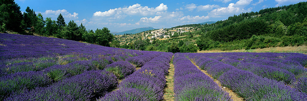 Field of purple lavender below the village of Aurel, Aurel, Vaucluse Department, Provence Alpes Cote d'Azur, France, Europe