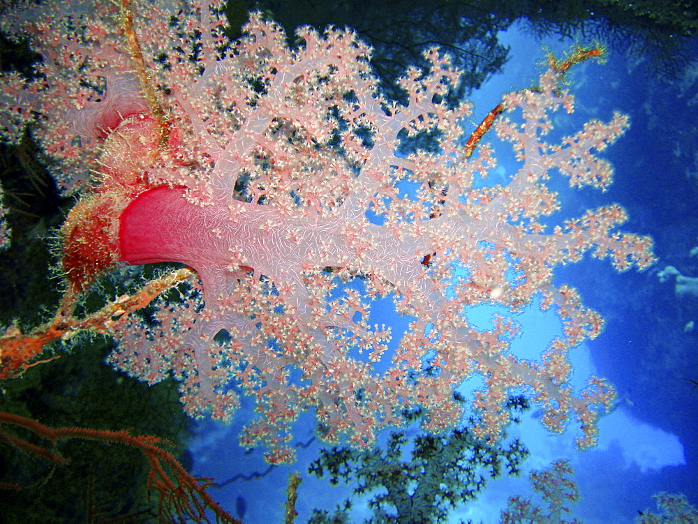 Coral species. Southern Red Sea, Egypt.