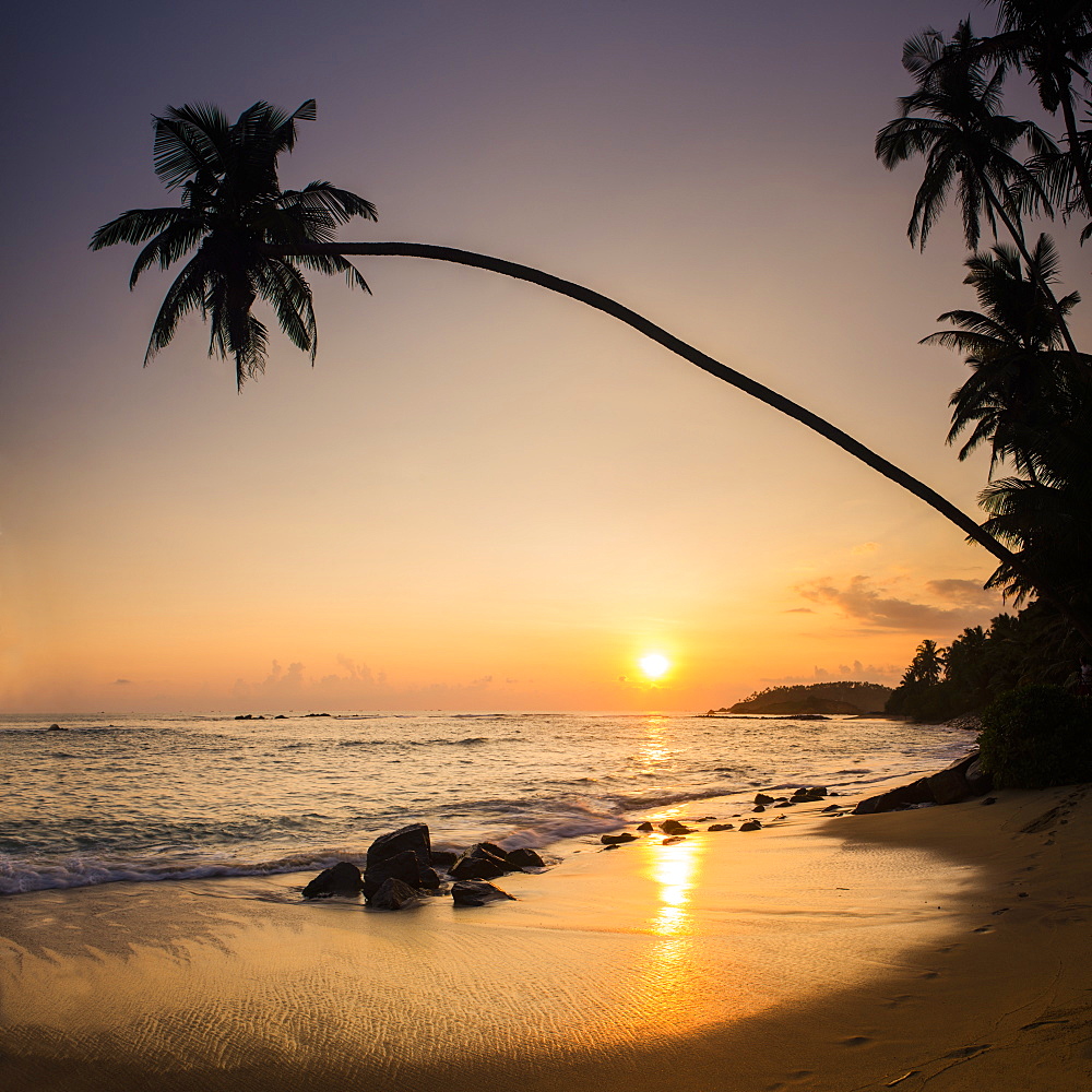 Palm tree at sunset on tropical Mirissa Beach, South Coast of Sri Lanka, Southern Province, Sri Lanka, Asia