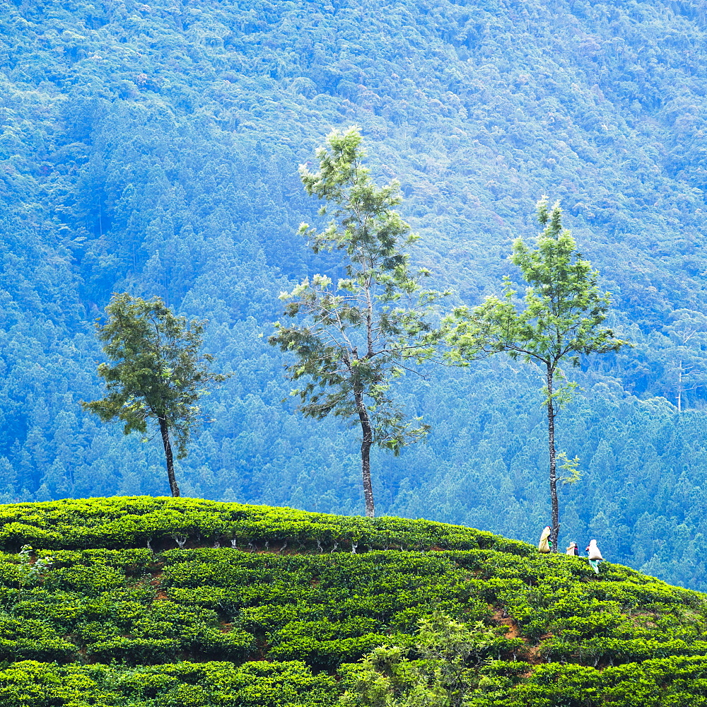 Tea pluckers working at a tea plantation in the the Central Highlands, Nuwara Eliya District, Sri Lanka, Asia