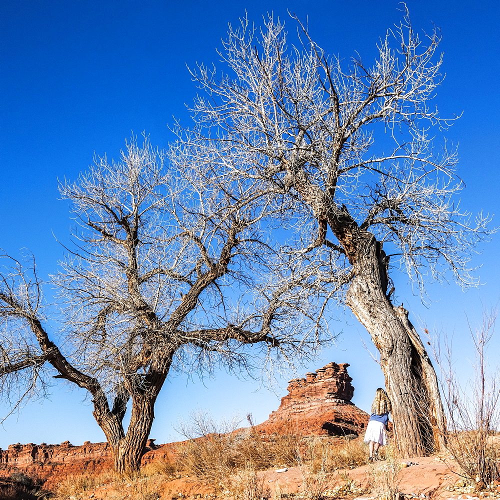 A woman stands leaning against a tree looking at the Seven Sailors sandstone formation, Valley of the Gods, Utah, United States of America