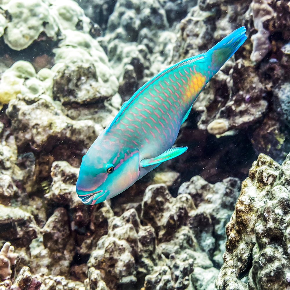 Terminal male Bullethead Parrotfish (Chlororus sordidus) photographed while scuba diving the Kona Coast, Island of Hawaii, Hawaii, United States of America