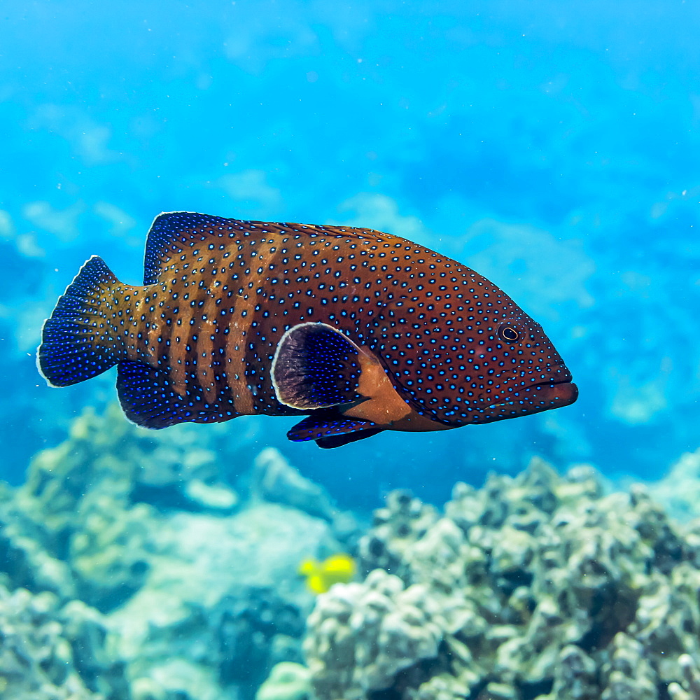 The Peacock Grouper (Cephalopholis argus) was deliberately introduced to Hawaii and is now considered an invasive species, Island of Hawaii, Hawaii, United States of America