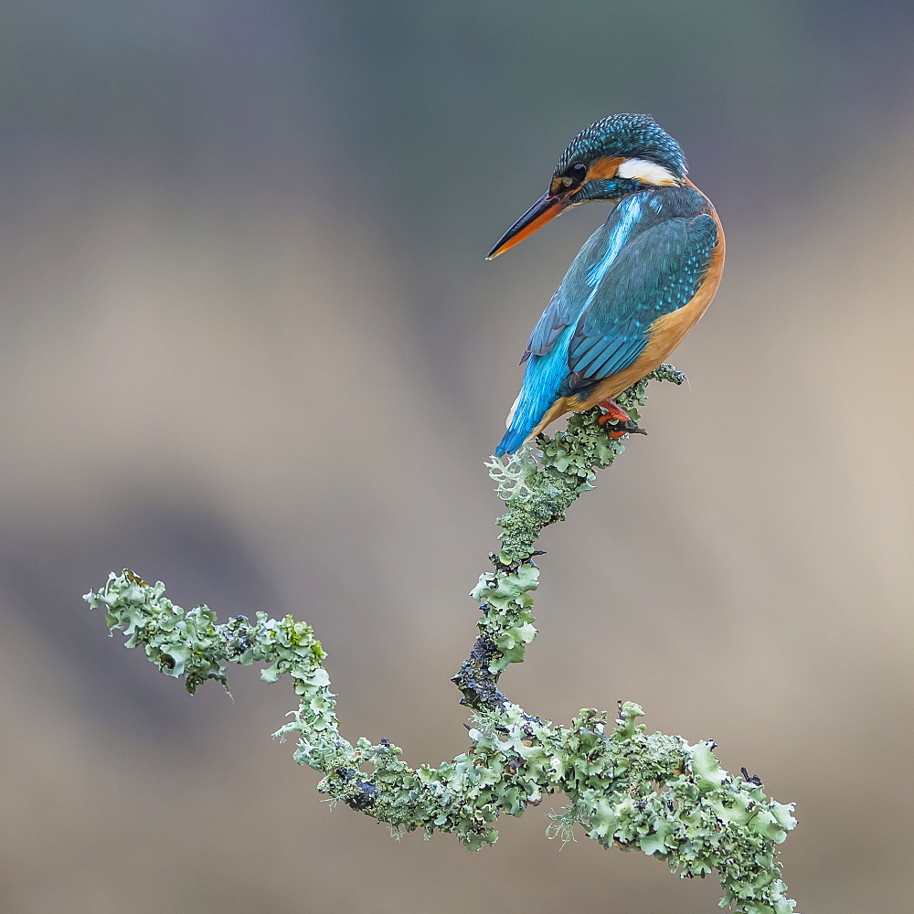 Female Kingfisher (Alcedinidae) perched on the branch of a tree covered in green foliage, Dumfries and Galloway, Scotland