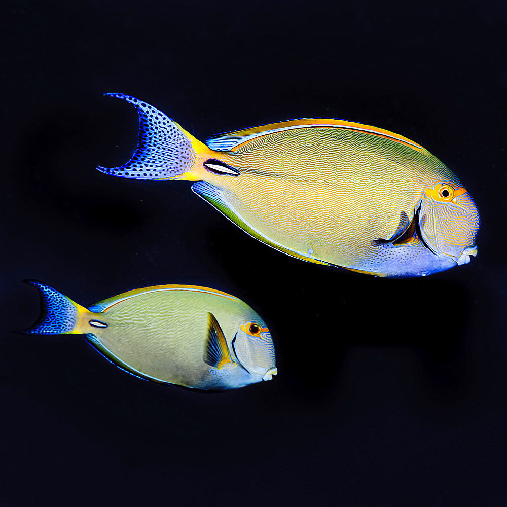 Underwater portrait of a pair of Eyestripe Surgeonfish (Acanthurus dussumieri) off the Kona coast, the Big Island, Hawaii. The nearest individual is a male; Island of Hawaii, Hawaii, United States of America