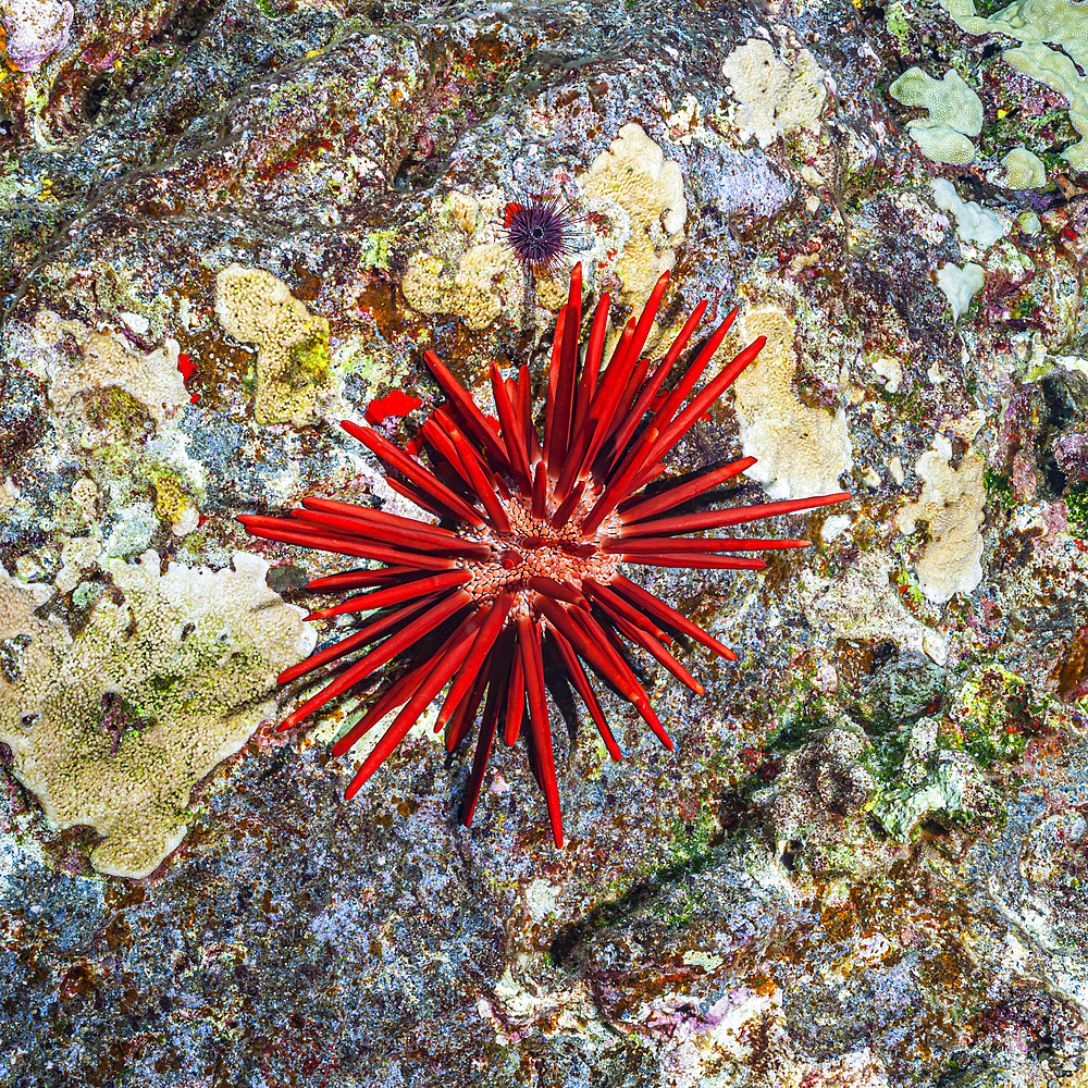 Surrounded by patches of Rice Coral (Montipora capitata), a Red Slate Pencil Urchin (Heterocentrotus mamillatus) and a Needle-spined (Urchin Echinostrephus aciculatus) rest on Molokini Backwall which is located offshore of Maui, Hawaii, USA; Molokini Crater, Maui, Hawaii, United States of America