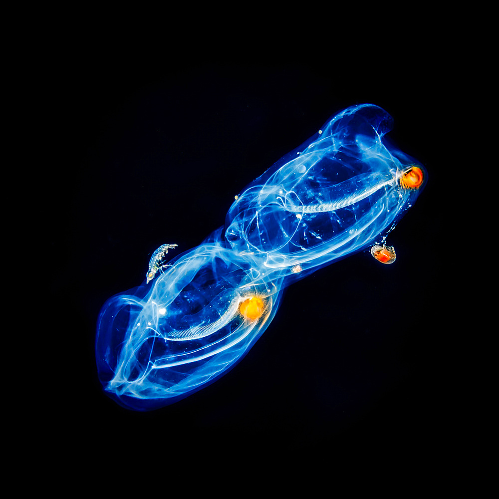 A pair of salps (Salpa sp.) with hyperiid amphipod (Hyperiidea) hitchhikers that were photographed under water during a blackwater dive off the Kona Coast, the Big Island; Island of Hawaii, Hawaii, United States of America