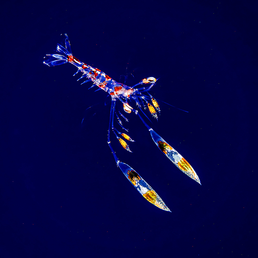 Lysmata late stage zoea larva that was photographed under water during a blackwater dive off the Kona coast, the Big Island; Island of Hawaii, Hawaii, United States of America