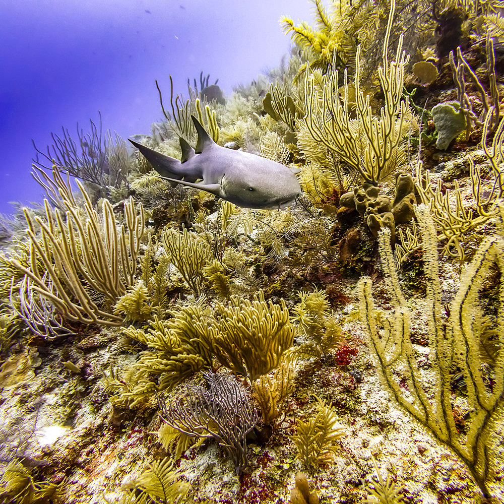 Nurse shark (Ginglymostoma cirratum), viewed while scuba diving at Silk Caye, Placencia Peninsula; Belize