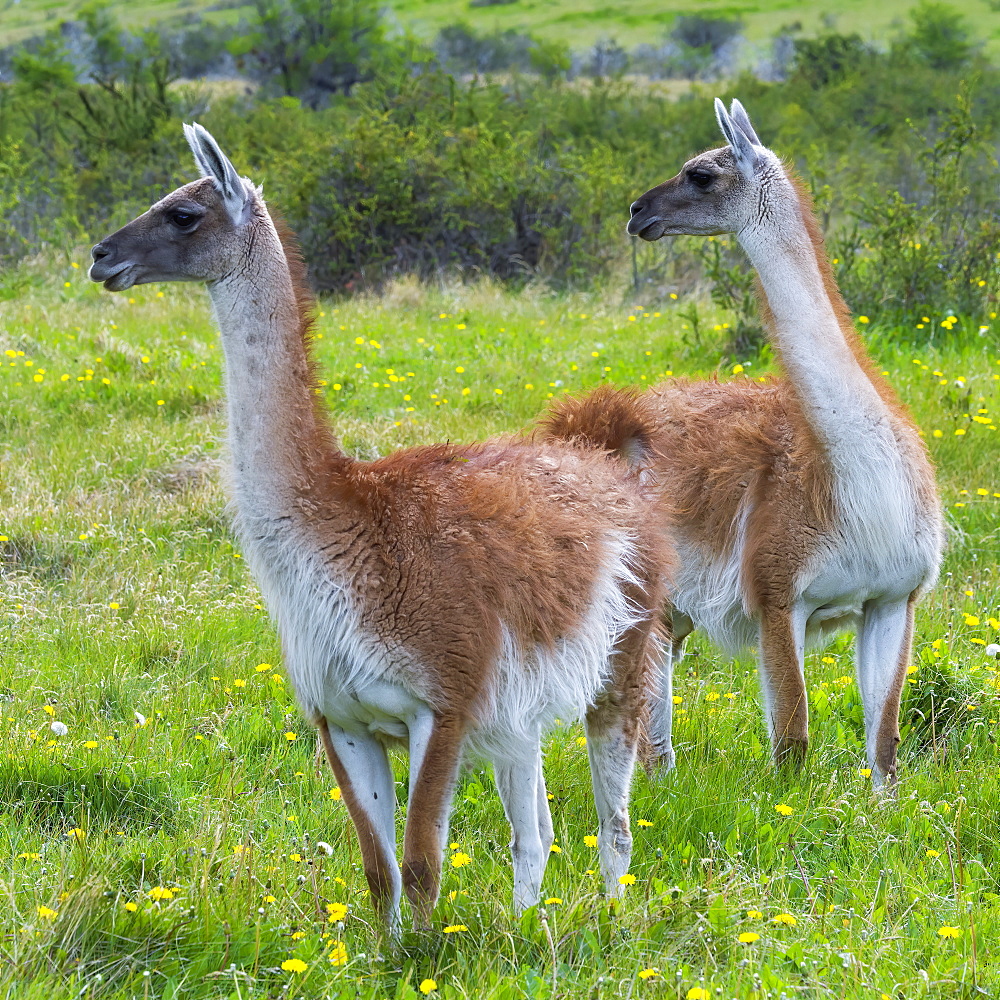 Two guanacos (Lama guanicoe), Patagonia National Park, Chacabuco Valley, Aysen Region, Patagonia, Chile, South America