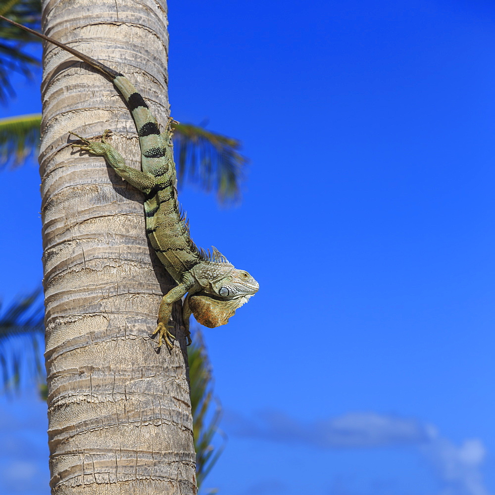 Green iguana (iguana iguana) in profile with raised head against blue sky, Orient Beach, St. Martin (St. Maarten), West Indies, Caribbean, Central America