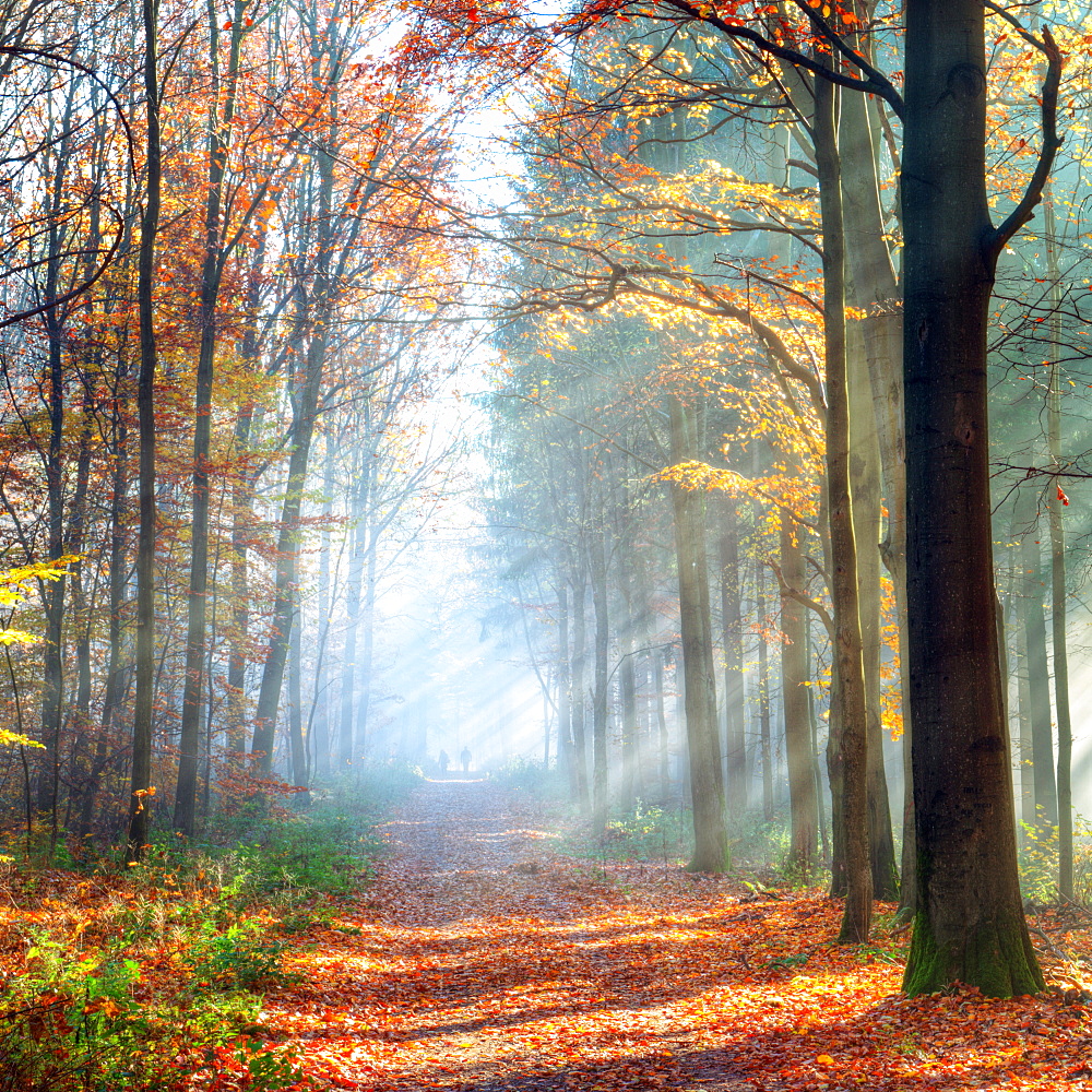 Enchanted autumn forest scene in Germany, Baden-Wurttemberg, Germany, Europe