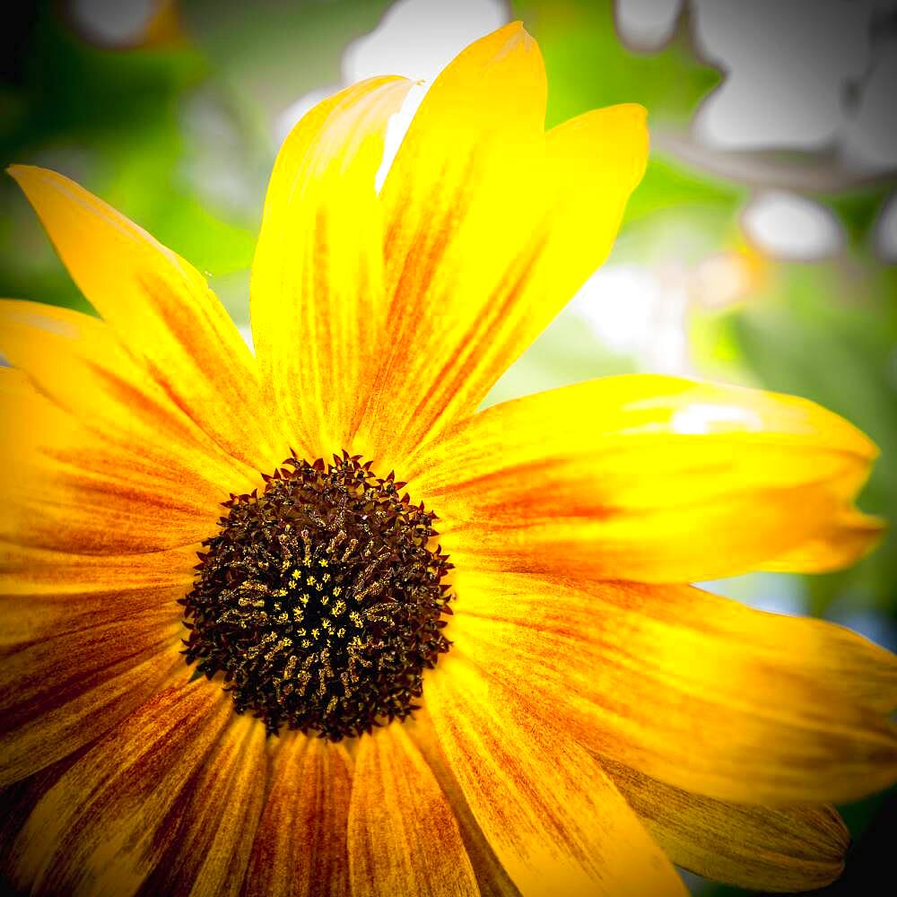 Close up of flower