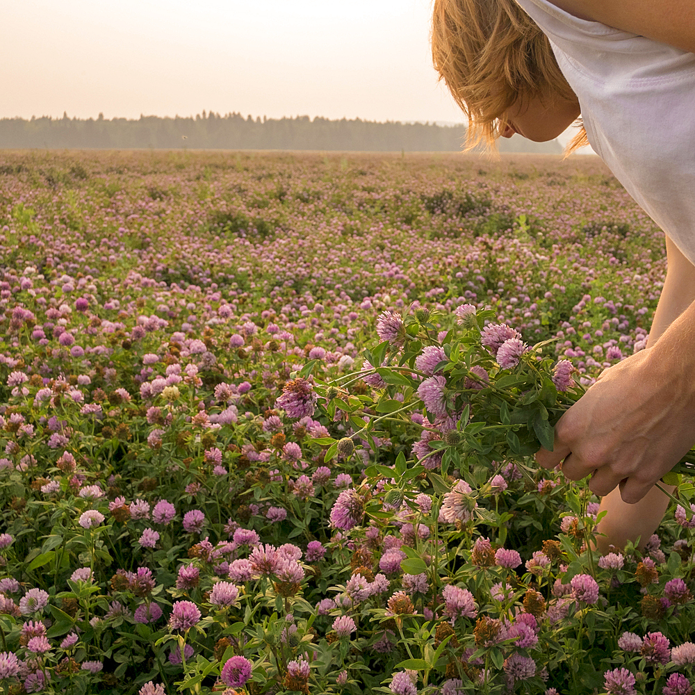 Caucasian woman picking flowers in field