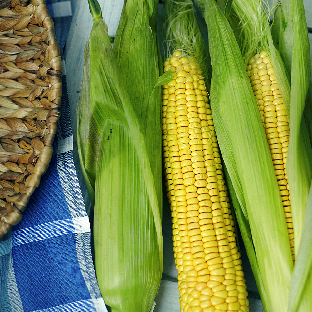 Corn on cobs with husk