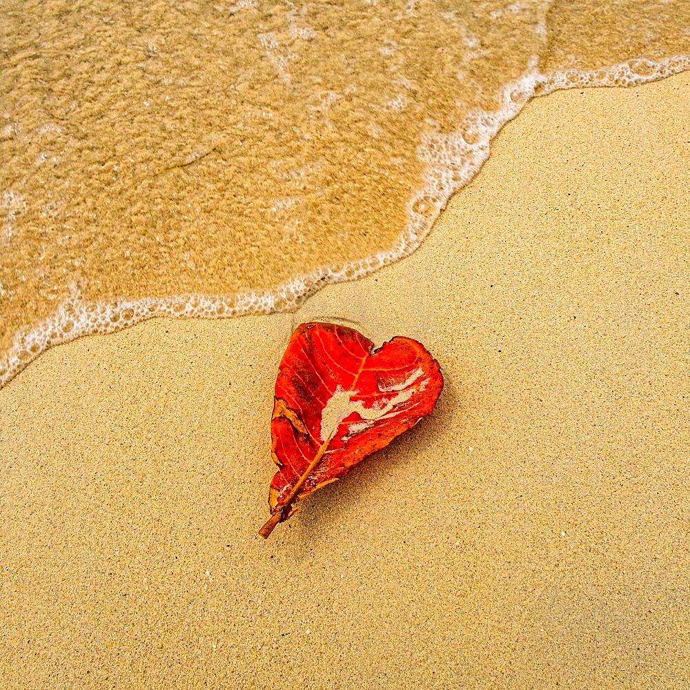 Red heart shaped leaf on sandy beach