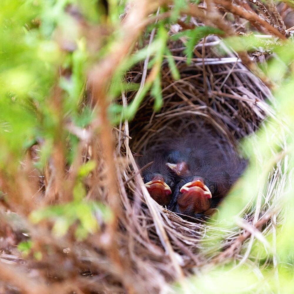 Baby birds in nest