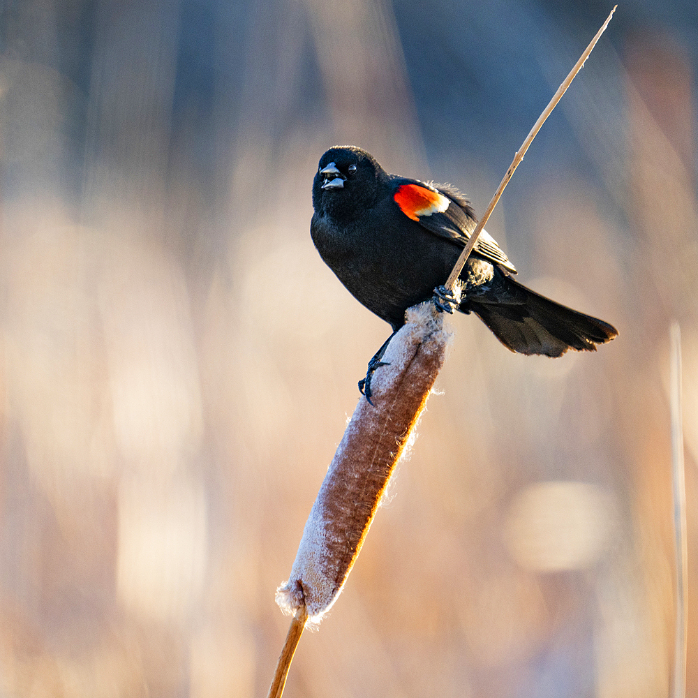 USA, Idaho, Bellevue, Red winged blackbird perching on cattail