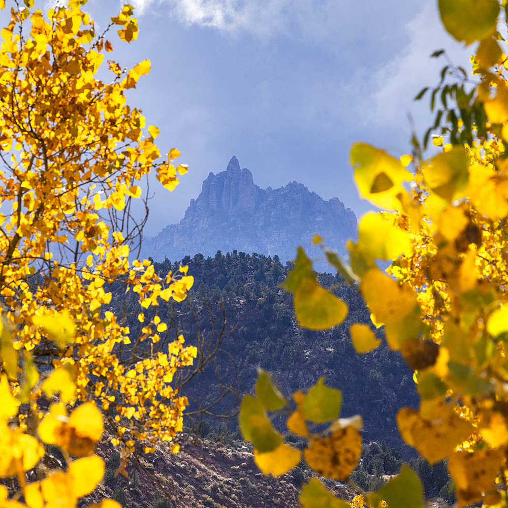 Tree branches with yellow fall leaves with mountain in distance