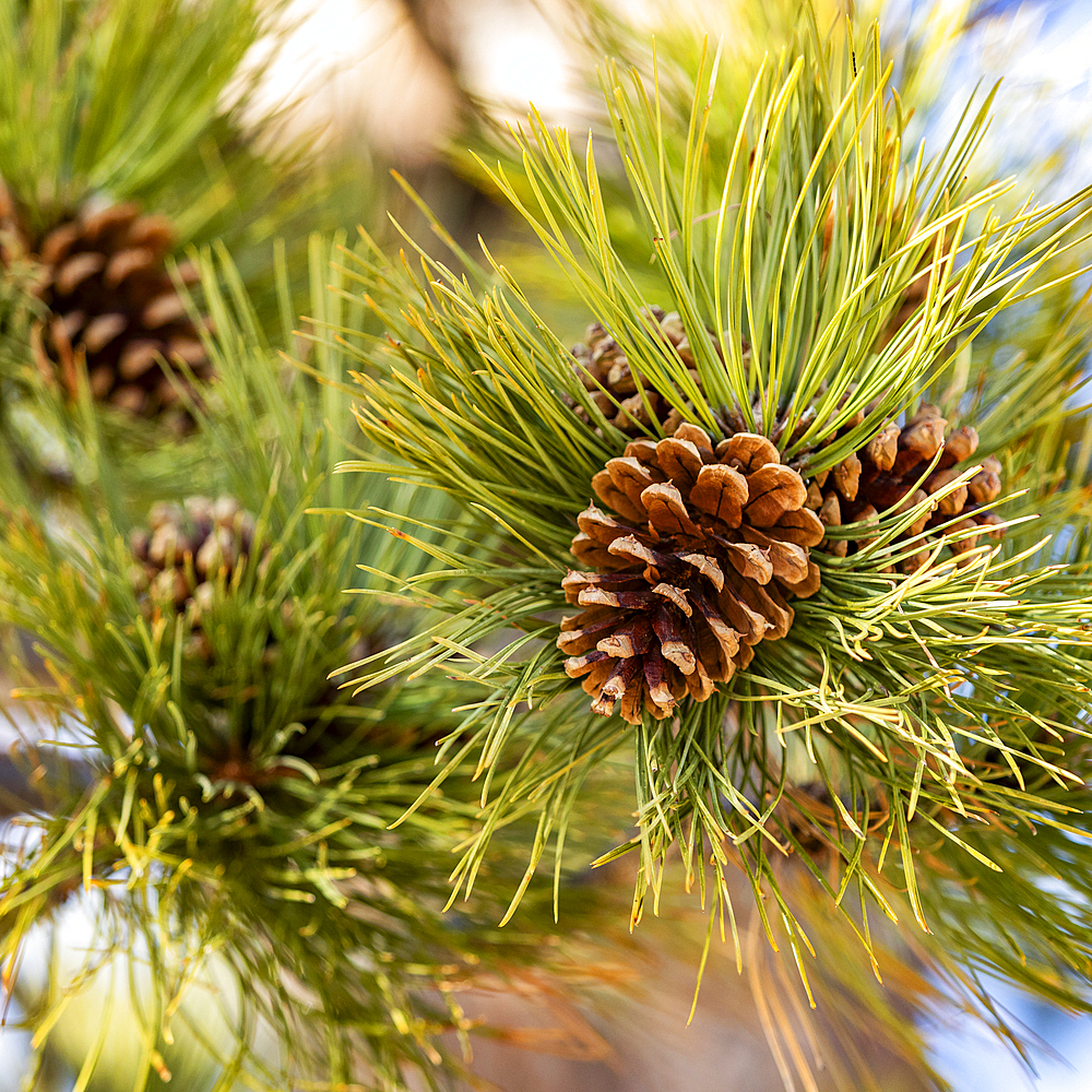 Close-up of pine cone on branch with needles