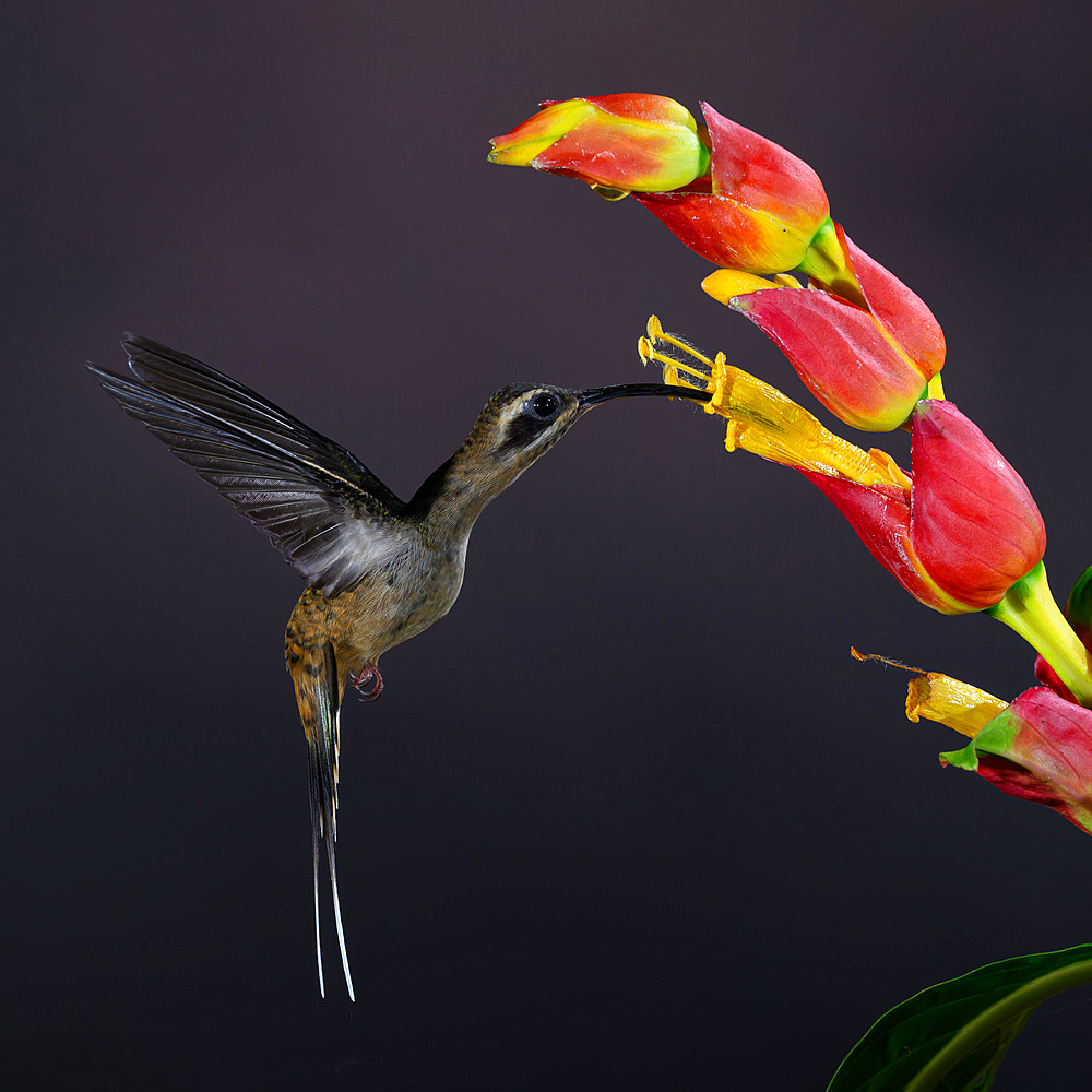 Long billed hermit hummingbird, Costa Rica, Central America